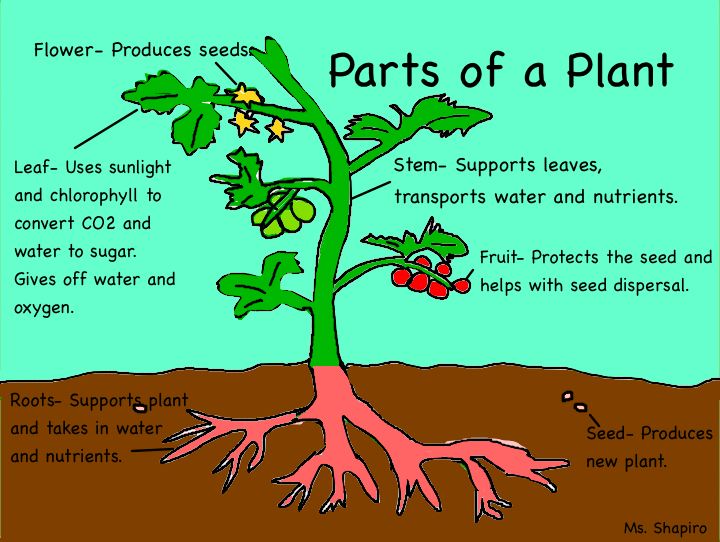 Image result for parts of plants