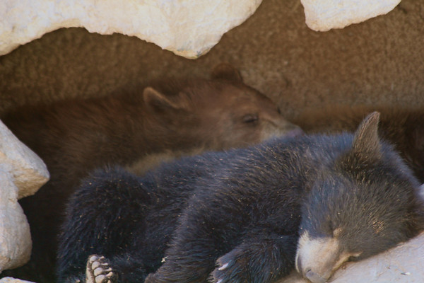 bear snores on animals