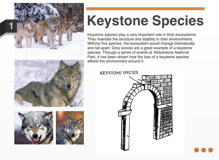 Wildlife Roundtable: The role of Keystone species